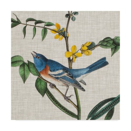 Trademark Fine Art John James Audubon 'Avian Crop Viii' Canvas Art, 18x18 WAG09436-C1818GG